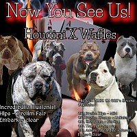 Houdini X Waffles