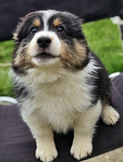 Black - Red Tri Male 6wks