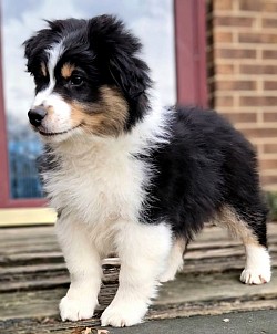 BLACK - Red Tri Male available