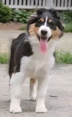 Green - Black Tri Male