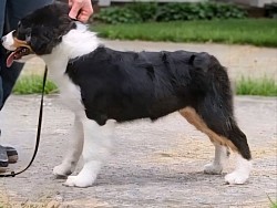 Green - Black Tri Male