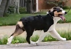 Green -Black Tri Male