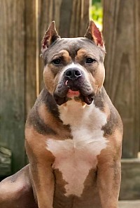 Chumley