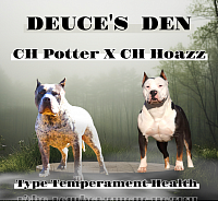 Potter X HoPuppy