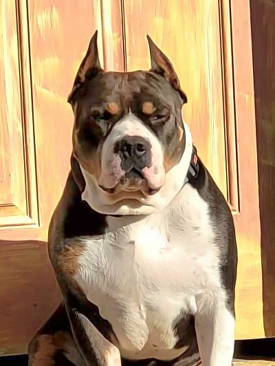 GGGK DDENS DUTCH BABY IN 25