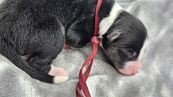 Maroon Black Tri Female