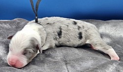 Black - Blue Merle Male