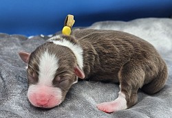 Yellow - Red Tri Female