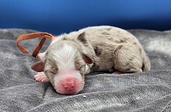 Orange - Red Merle Female