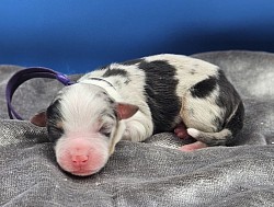 Purple - Blue Merle Female
