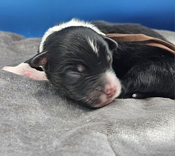 Brown - Black Tri Male