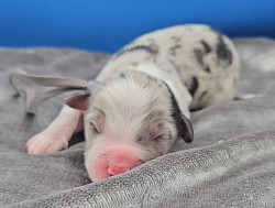 Grey - Blue Merle Male