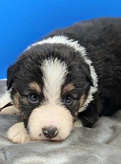 Maroon Black Tri Female