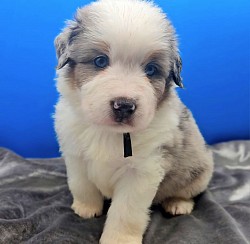 Black - Blue Merle Male