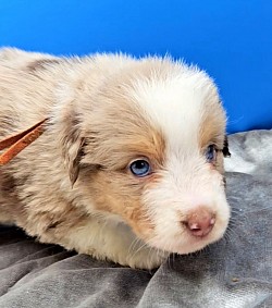 Orange - Red Merle Female