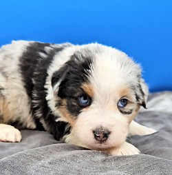Purple - Blue Merle Female