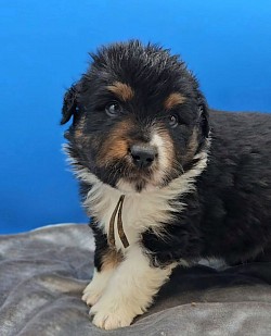 Brown - Black Tri Male