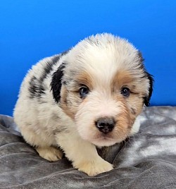 Grey - Blue Merle Male