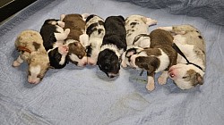 G babies