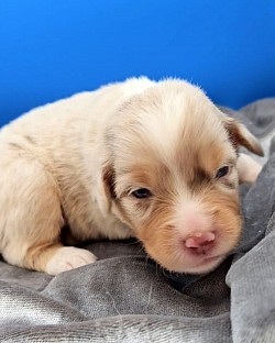 Pink Collar Red Merle Female