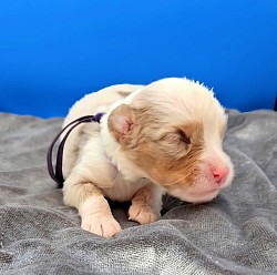 Purple Collar Red Merle Female
