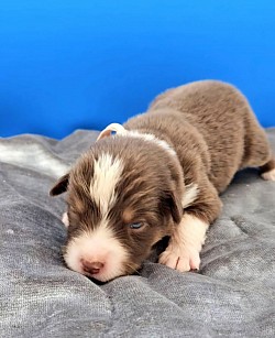 Dark Pink Collar Red Tri Male