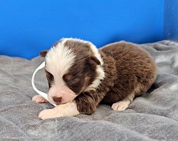 White Collar Red Tri Male