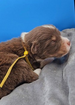 Yellow Collar Red Tri Male