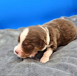 Grey Collar Red Tri Male