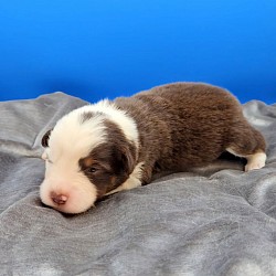 Brown Collar Red Tri Male