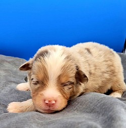 Blue Collar Red Merle Male