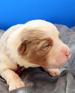 Maroon Collar Red Merle Male
