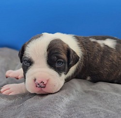 Male Brindle with Black Mask
