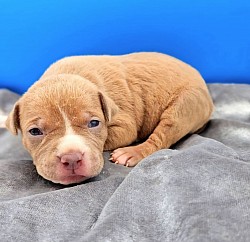 Female Lilac Fawn