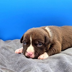 Female Chocolate #2