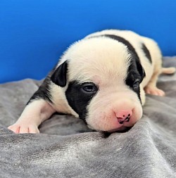 Female Black Pied