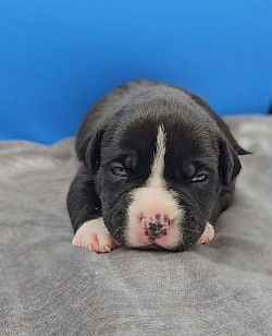 Female Black (possible Brindle
