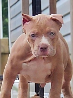 Lilac Female