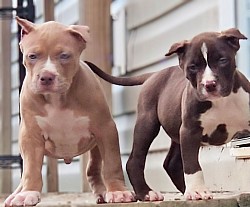 Lilac Female & Chocolate Female
