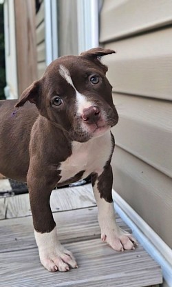 Chocolate Female